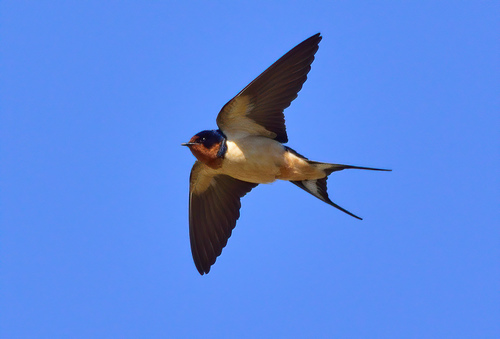 Hirundo rustica